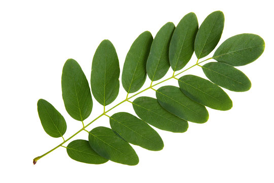 Green leaf of acacia tree isolated on white background