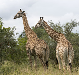 giraffes in south africa