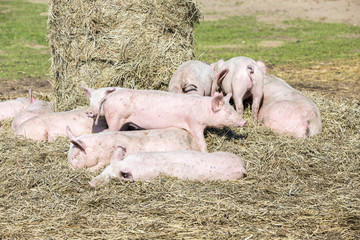 Fototapeta premium flock of pigs in a bio farm