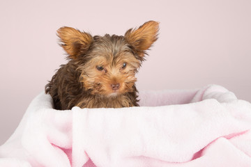 Cute brown Yorkshire terrier in a bed of pink blanket against so