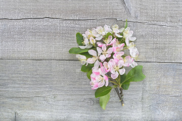 White and pink apple blossom on  wooden surface