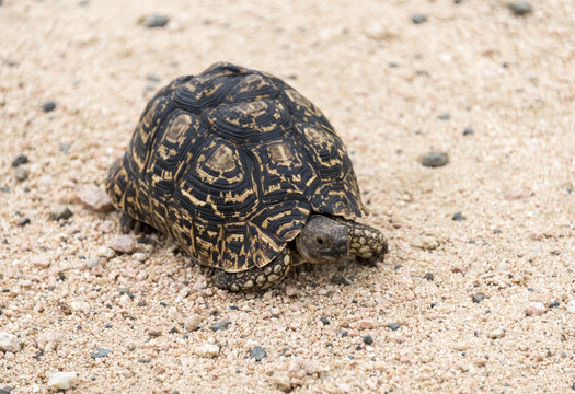 A Tortoise Land Turtle