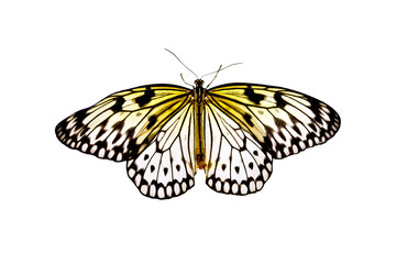 Butterfly Idea Leuconoe