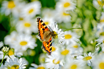 Plakaty  Pomarańczowy motyl na białym kwiatku