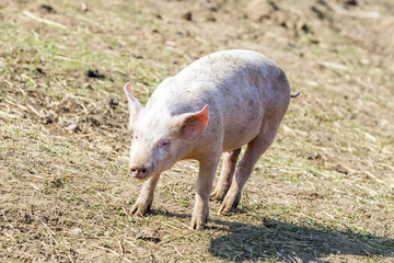 flock of pigs in a bio farm