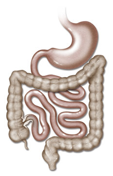 Taenia coli