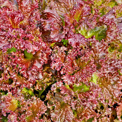 Salad red texture 1
