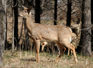 White-tailed Deer