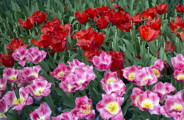Fototapeta premium flower background taken in keukenhof, netherlands
