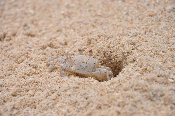 Mauritius Crab