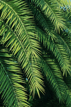 Palm trees leaves