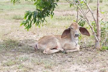Thai cows in field at thailand