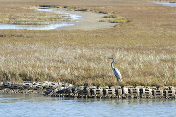Blue Heron in Aransas Pass