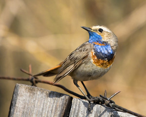 Bluethroat sits on the fence