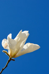 Blooming magnolia on the blue sky
