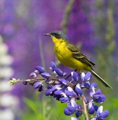 Western Yellow Wagtail on lupine flower