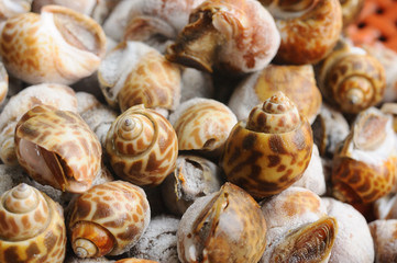 Babylonia-areolata frozen, preserve (food)