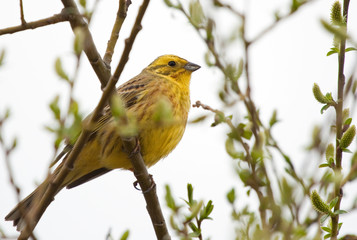 Yellowhammer on the branch