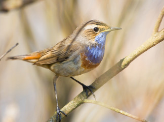 Bluethroat on the branch