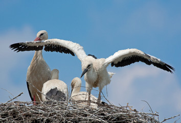 White stork and chicks in the nest