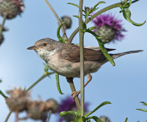 Common Whitethroat on the flower