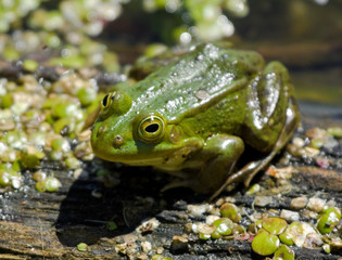 Green frog 