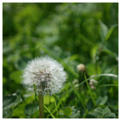 Pusteblume