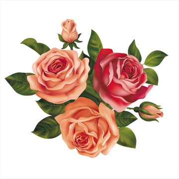 Roses bouquet on white. Vector illustration.