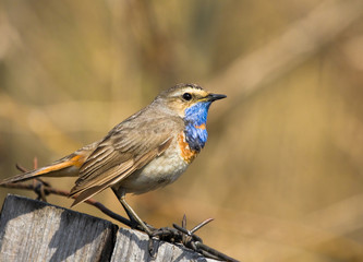 Bluethroat sits on the fence