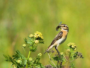 Whinchat with prey