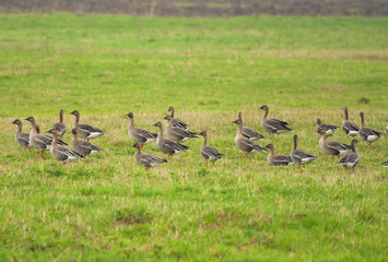 Greylag Gooses on the meadow