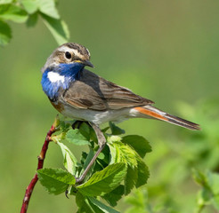 Bluethroat on the branch of bush