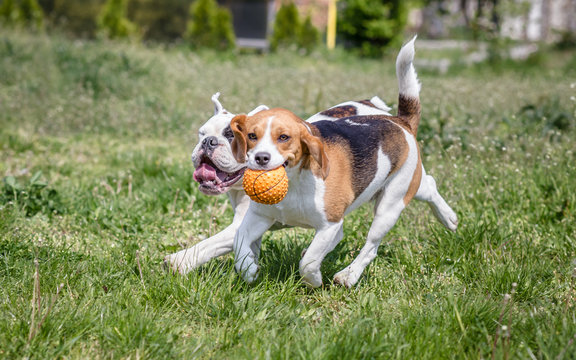 English Bulldog and Beagle dog