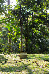 Baobab tree