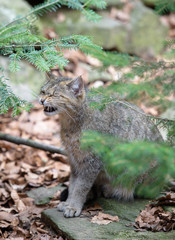 Wildkatze im Wald