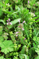 Beautiful spring grass outdoors