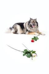  Hund mit Rose lustig