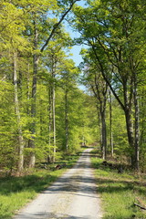 Obraz premium Waldweg im Schönbuch (Wald) im Frühjahr
