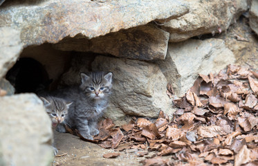 Wildkatzen Baby