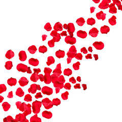 Beautiful red rose petals, isolated on white