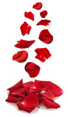 Beautiful petals of red roses isolated on white