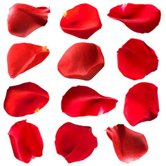Obraz premium Piękne czerwone płatki róż, na białym tle