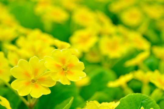 Fototapeta 黄色いプリムラ