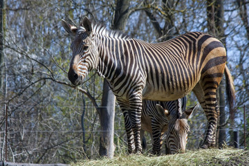 Fototapeta na wymiar Hartmann's mountain zebra (Equus zebra hartmannae)