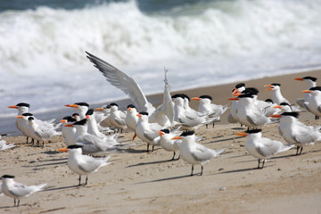 Royal Terns