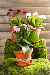 Beautiful flowers in flowerpots, on wooden background