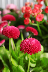 Beautiful marguerite flowers, outdoors
