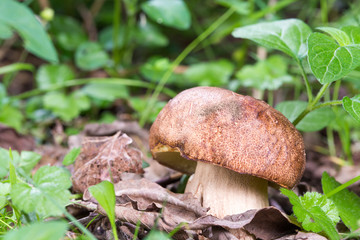 close up Porcini mushroom in the forest