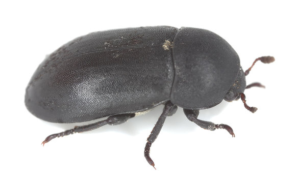 Dermestidae, dermestes beetle isolated on white background