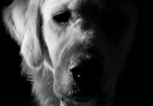 monochrome portrait of a dog